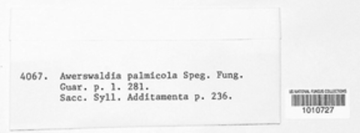 Coccostromopsis palmicola image